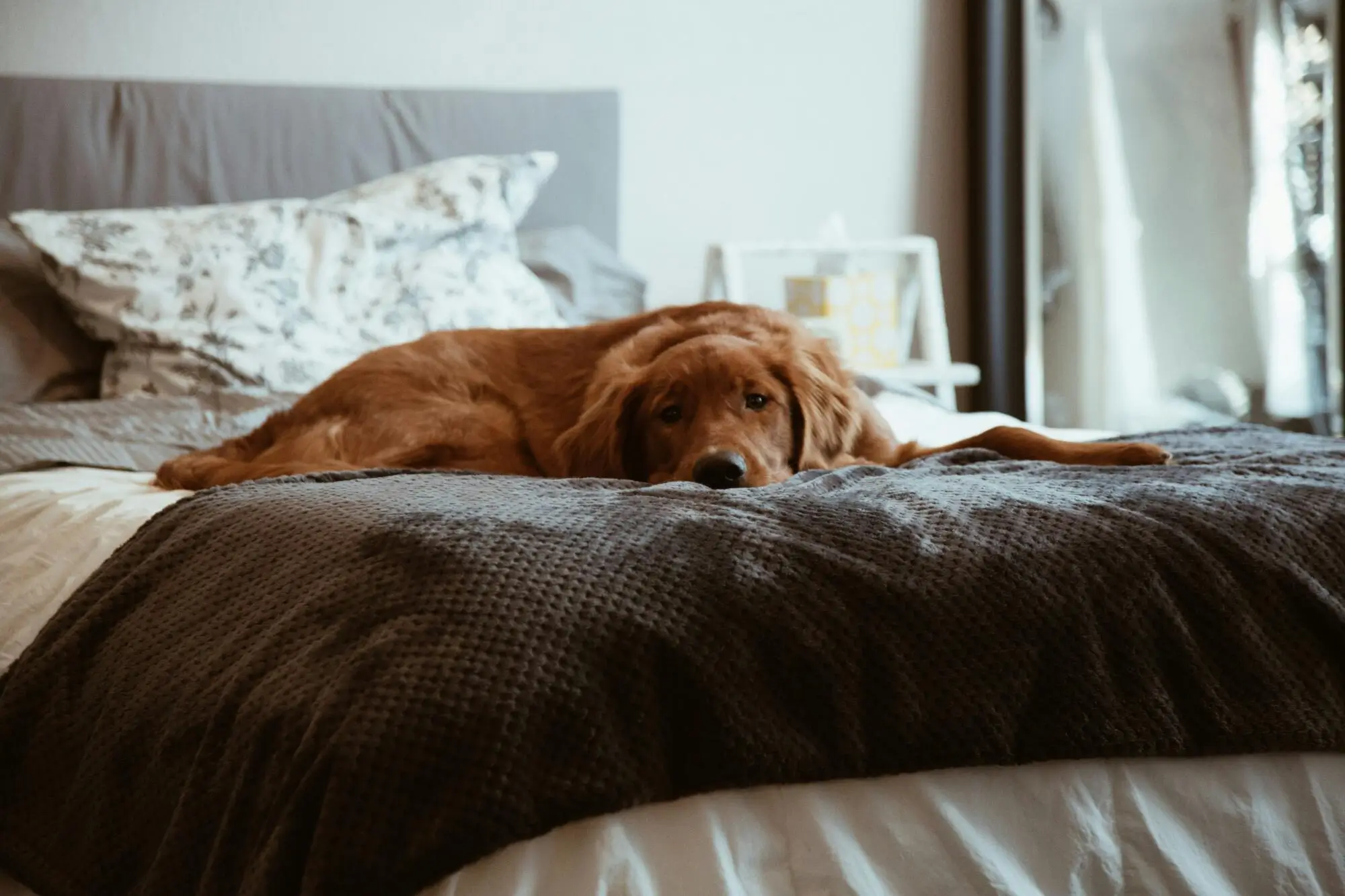 The Pros and Cons of Allowing Pets in Your Sarasota, FL Rental Property